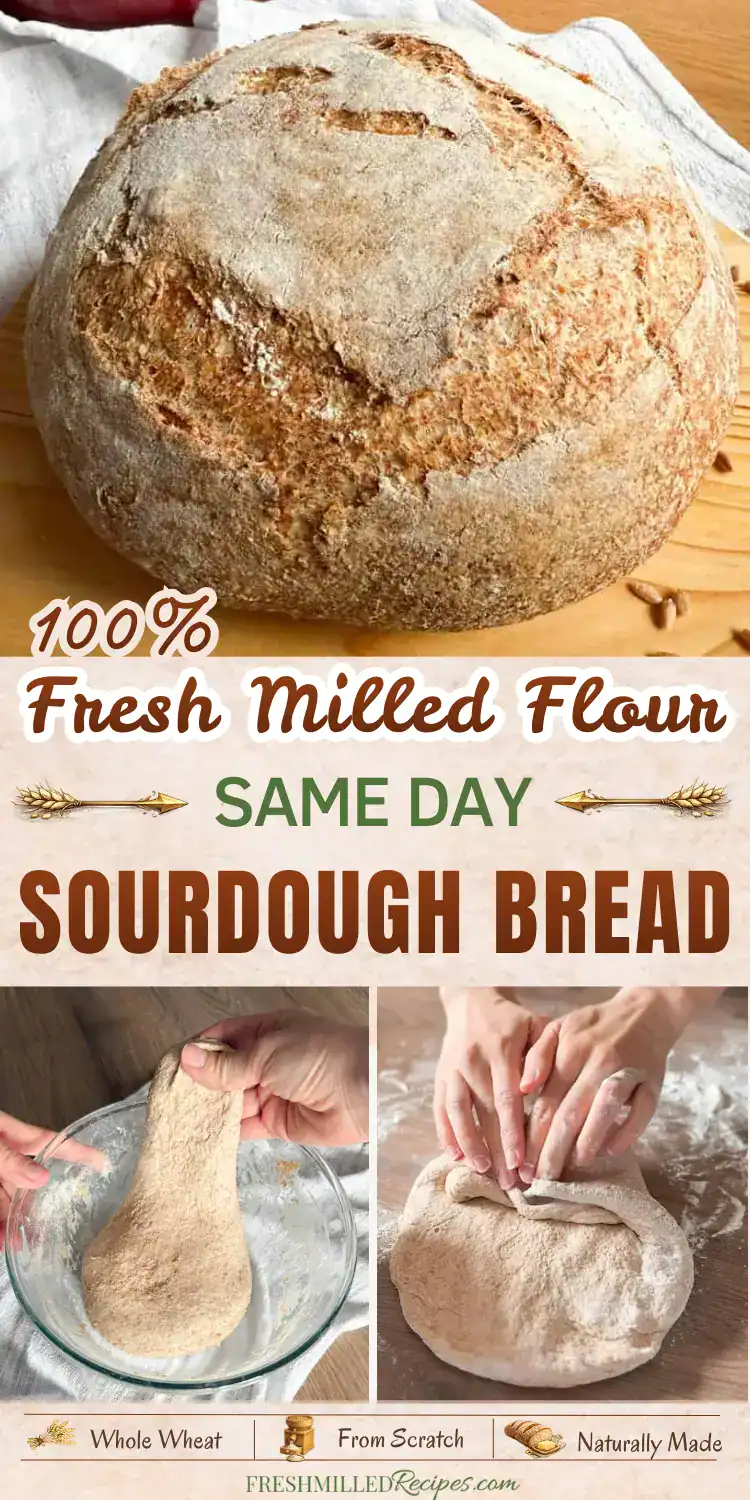 Sourdough bread made with 100% fresh milled whole wheat flour from scratch.