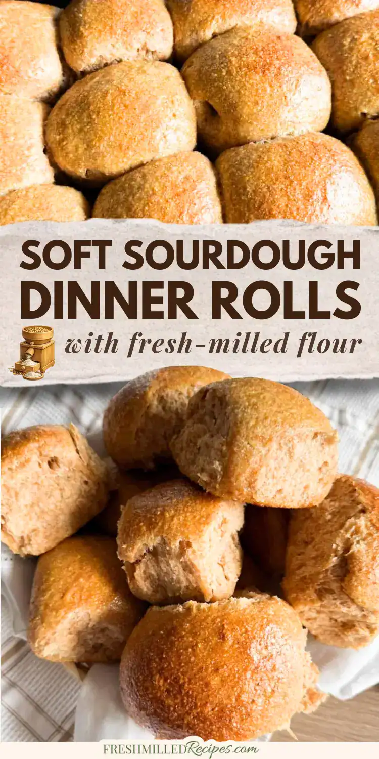 Fresh-milled flour sourdough rolls for hearty, homemade dinner bread.