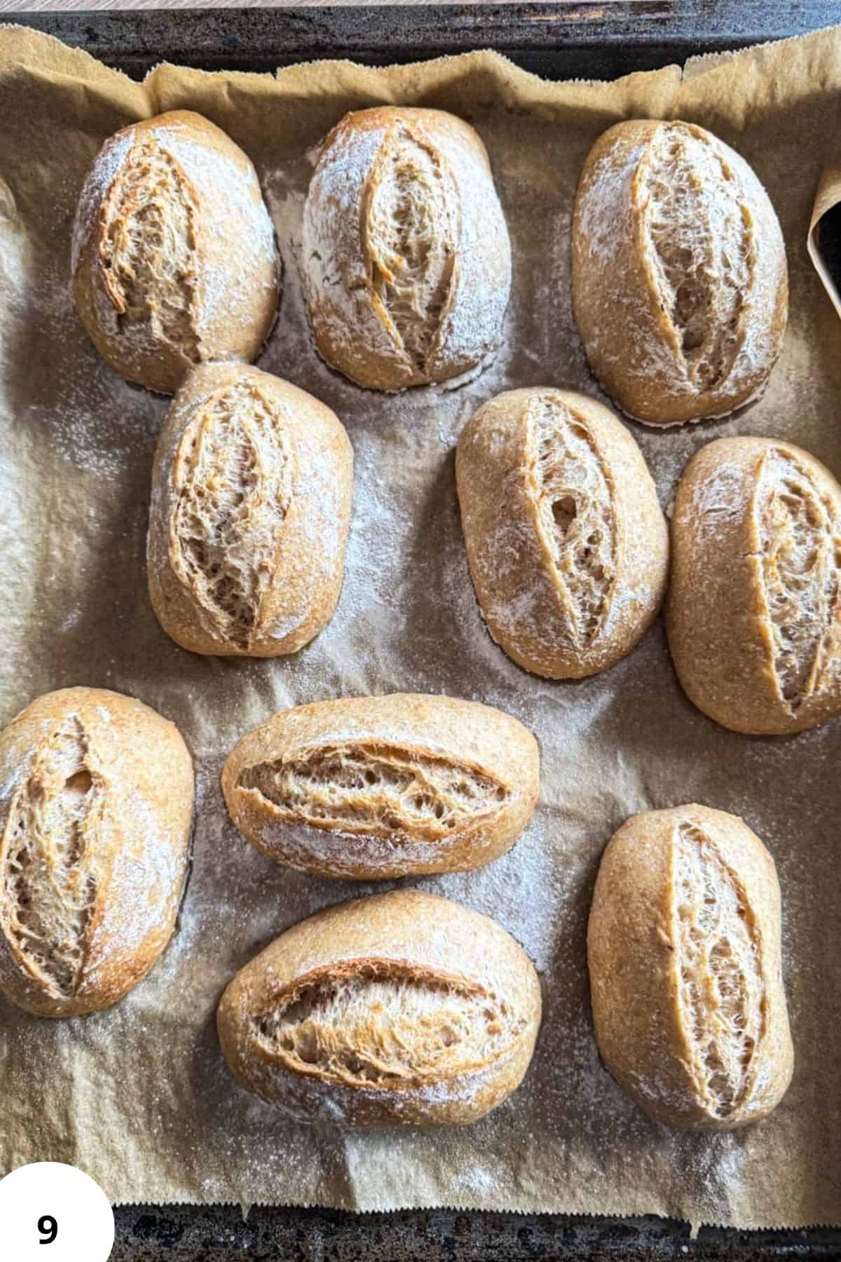 Freshly baked spelt sourdough bread rolls on baking sheet.